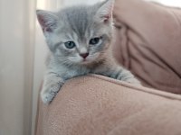 2 tane british shorthair yavrumuz
