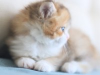 3 Aylık British Longhair Bicolor erkek