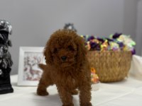 Kore toy poodle yavrular