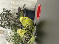 Jumbo Garanti Takım Muhabbet Kuşu