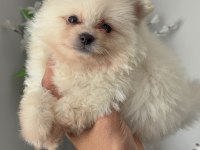 Pomeranian Bebek Köpekler