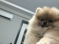 Pomeranian boo oyuncu ve orjinal
