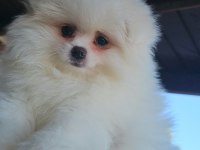 Pomeranian boo ayı surat erkek