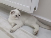 Scottish Fold Blue Point