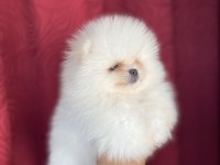 Irk ve sağlık garantili teacup pomeranian