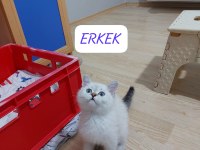 British Shorthair Paşam Hazır