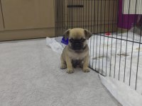 Pug 1 Dişi ve 1 Erkek