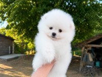 SAĞLIK VE IRK GARANTİLİ POMERANİAN KÖPEĞİ
