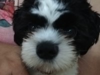 Shih tzu Ares