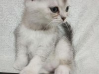 1.5 Aylık Yavru British Shorthair