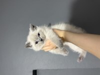 Blue Point ve Lynx Point British Shorthair