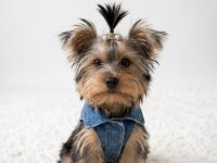Köpeğimiz Evde Tek Başına Kalabiliyor