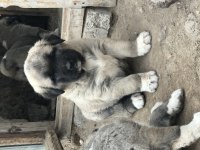 Orjinal Has Kangal Yavruları