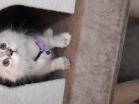 Scottish fold dişi