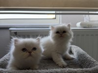 British longhair mavi göz bebekler