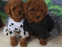 Toypoodle Yavrularımız