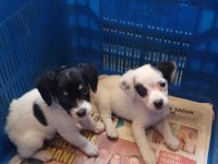 Jack russell yavru