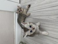 Scottish fold ve scottish straight kediler için ulaşın