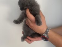 scottish fold