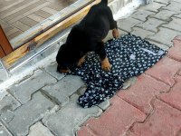 3 AYLIK SAFKAN ROTTWEİLER YAVRU ACİL