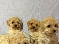 Morkie köpekler