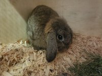 Yavrusuyla Birlikte Aguti Mini Lop Tavşan