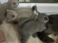Scottish anne kedi ve yavruları sahiplendirilecektir