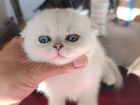 Show kalite Sıfır kulak silver point scottish fold yavrumuz