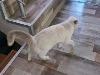 Scottish Fold Dişi (Kısırlaştırılmış)