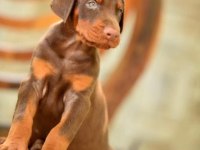 Doberman yavrumuz