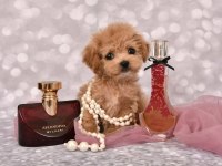 Maltipoo bebeklerimiz