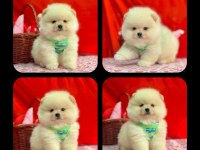 Orjinal Pomeranian Boo Yavrularımız