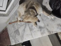 Orjinal golden retriever