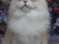 British Longhair Erkek