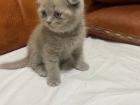 Scottish fold kedimiz yeni ailesine gitmeye hazır