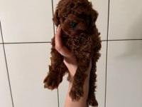 Erkek Red Brown Toy Poodle