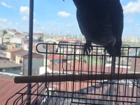 Jako Papağanımız Oyun Hamuru Gibi Kendini Sevdirir