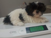 Ev Ortamında Büyüyen İnsana Alışık Shih Tzu Yavrular