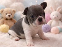 EN GÜZEL AİLELERE AŞILI PED EĞİTİMLİ EXOTİC FRENCH BULLDOG
