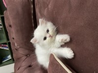 2 aylık chinchilla oğlum