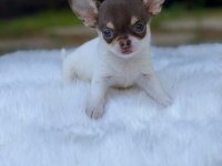 Dişi Erkek Elma Kafa Mini Chihuahua Bebeklerimiz