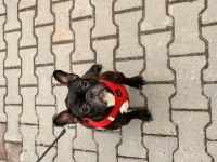 2 yaşında french bulldog doğum yapmadı karneli