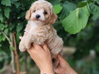 MALTİPOO  YAVRULARIMIZ