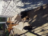 Yavrular kangal ve kurt tarzı köpeğin yavrularıdır