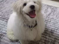 6 Aylık Oyuncu Sağlıklı Eğitimli Maltipoo Yavrusu