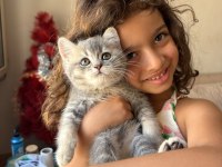 Dev Adayı British Shorthair Erkek