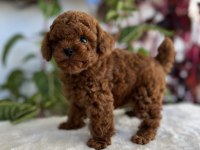 Red brown kore kan erkek poodle