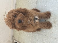 Toy Poodle Bebek Köpeğimiz