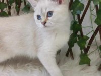 Safkan gerçek british shorthair bebekler