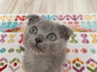 Birinci Kalite Blue Scottish Fold Yavru